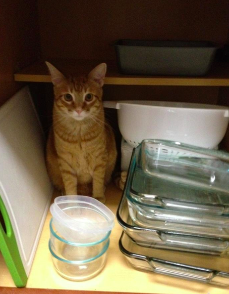 Hey, which cabinet has the snacks? Pippa showed me where you had the catnip and now I've got the munchies...