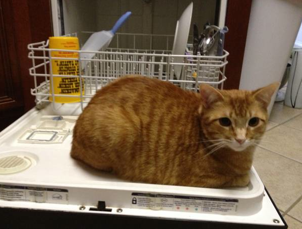 Shouldn't you be doing the dishes? You ARE a woman, right? Clean something...like my litter box.