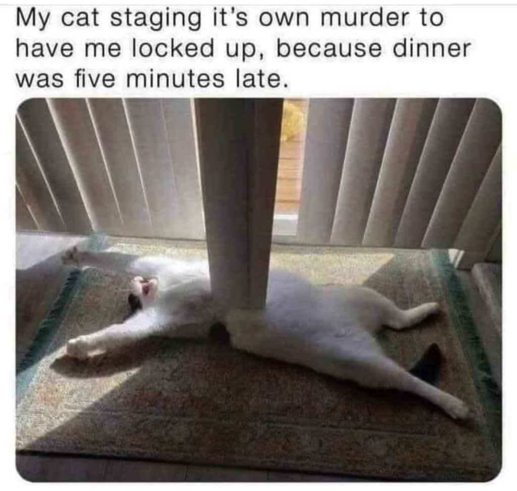 cat staging murder scene, perspective, funny meme