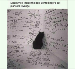 Beginning, Schrodinger's cat meme