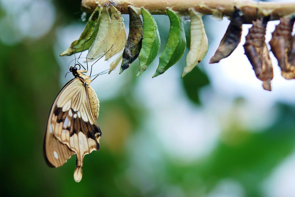 acceptance, change, butterfly, cocoon